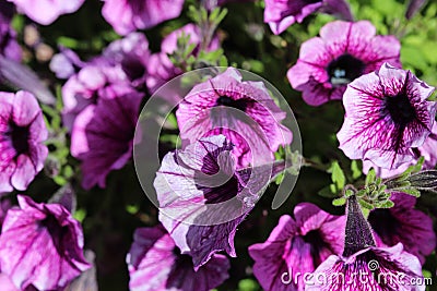 Garden petunia hybrid (Petunia Ã— atkinsiana) in garden, blooming in spring Stock Photo